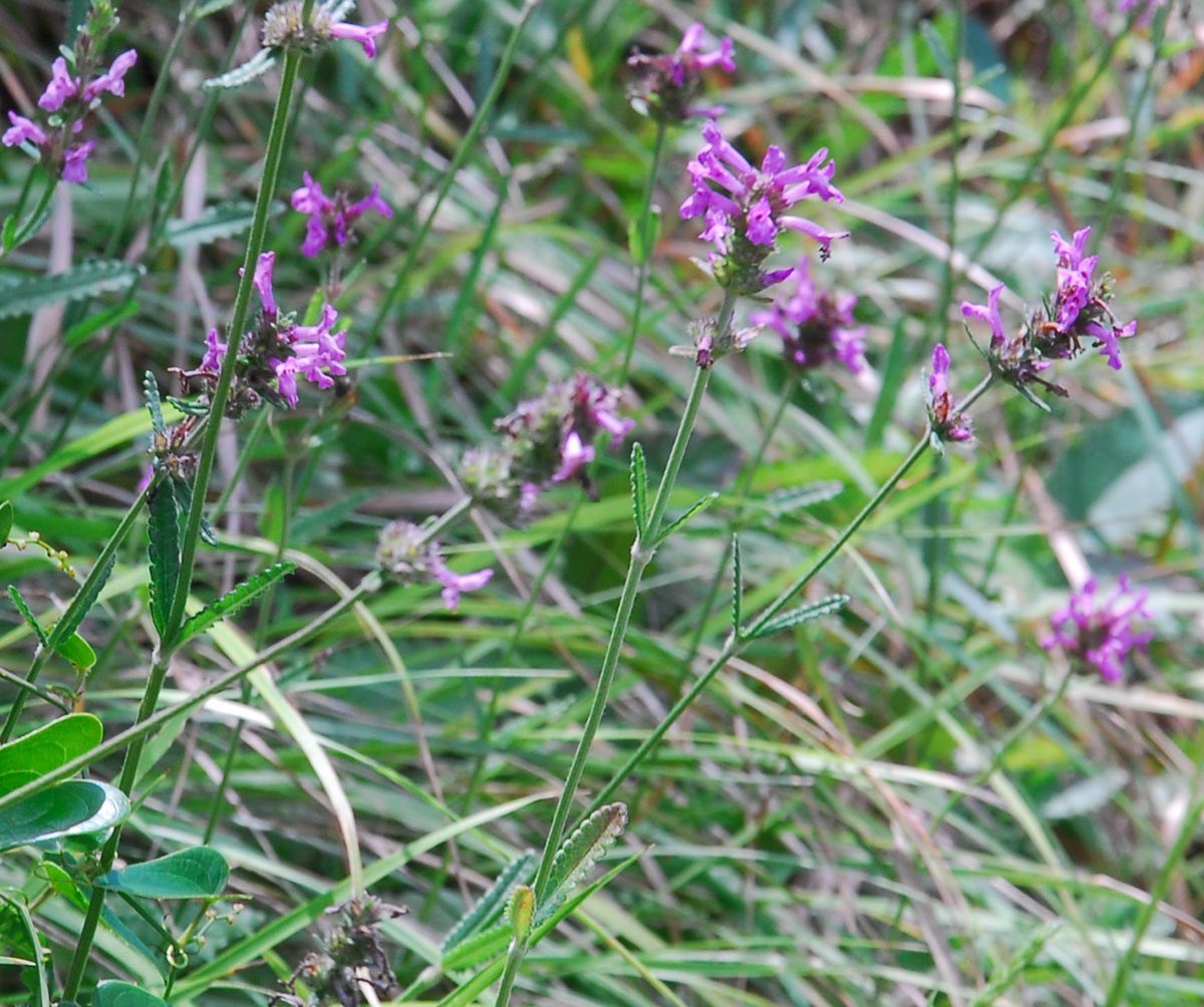 Habitus